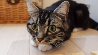 カメラ初心者がSONY ZV-1Gで猫を撮影してみた 足長マンチカン まる