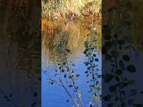 Río Panaholma en Cura Brochero, Traslasierras, Córdoba, Argentina.#curabrochero