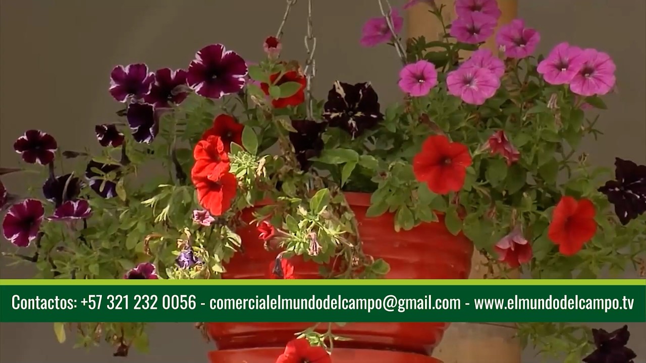 FINCA AUTOSOSTENIBLE   QUIMBAYA   QUINDÍO, CAP 2