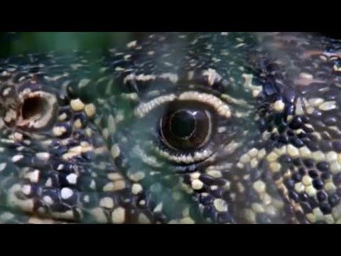 The Ferocious Looking Nile Monitor | BBC Earth
