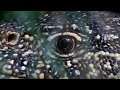 The Ferocious Looking Nile Monitor BBC Earth