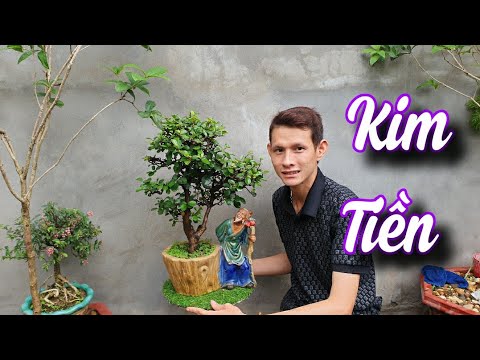SH.6398. Cây Kim Tiền chơi phong thủy để tiền vàng vào như nước sông Đà. Đth liên hệ 0985.123.655
