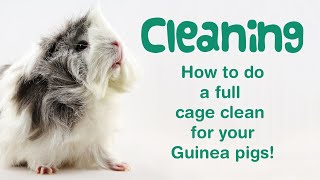 How to CLEAN Guinea Pig Cage with Fleece Liners | Fast EASY CAGE CLEANING Routine for 5 Guinea Pigs!