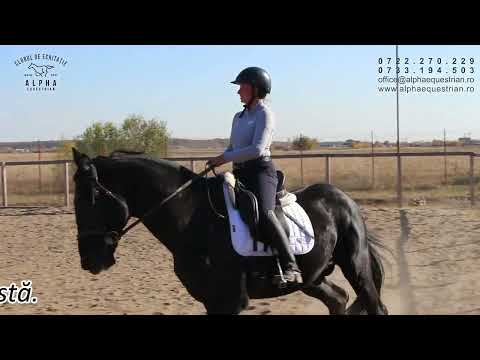 Clubul Sportiv Alpha Equestrian   promo