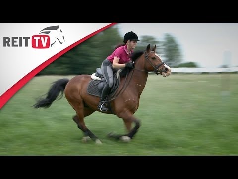 Breed Portrait | The German Riding Pony