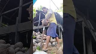 Download lagu Adakah Proyek | #kupaskelapa #kelapa #coconut #petani #kopra #petanimuda #buah #shorts mp3 Download lagu Adakah Proyek | #kupaskelapa #kelapa #coconut #petani #kopra #petanimuda #buah #shorts mp3