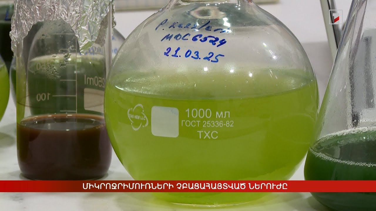 Միկրոջրիմուռների չբացահայտված ներուժը