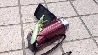 preview picture of video 'Life in Japan: Giant Mantis Takes Over My Camera'