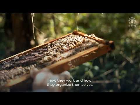 Mapuche beekeepers from the Kume Ziwlliñ Mapu Group in Neuquén, Argentina
