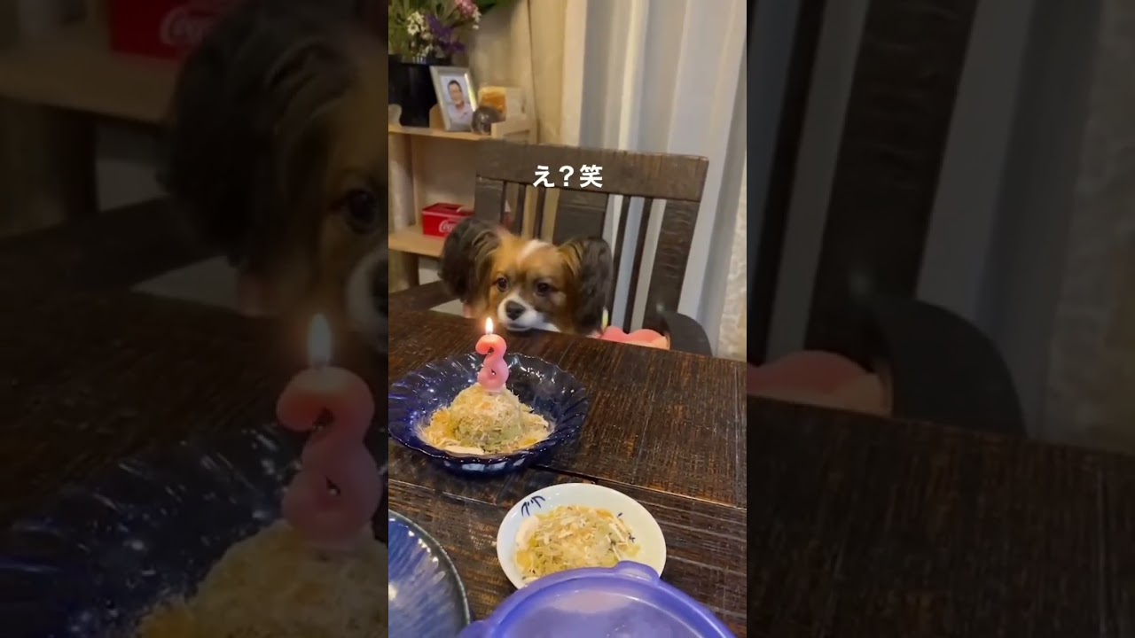 器用すぎるワンちゃんw