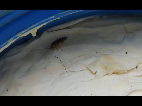 நெய் உற்பத்தி செய்வதற்காக பாதுகாத்து வைக்கப்பட்டிருந்த வெண்ணையில், கரப்பான் பூச்சிகள், பூஞ்சான் மற்றும் குப்பை