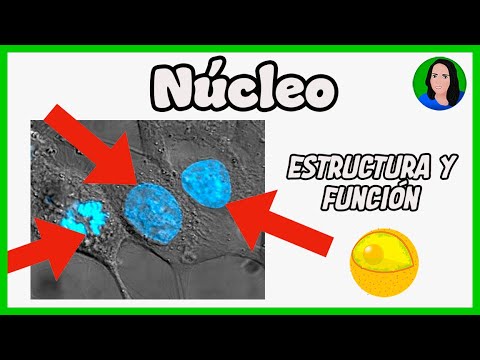 Cell nucleus [ Eukaryotic cell: Structure and function ]