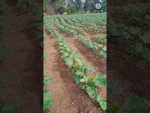 ladies finger farming.