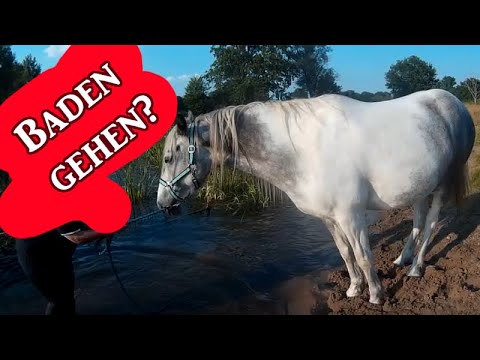 Back to summer! - Blue will nicht ins Wasser? | Serenity Horses