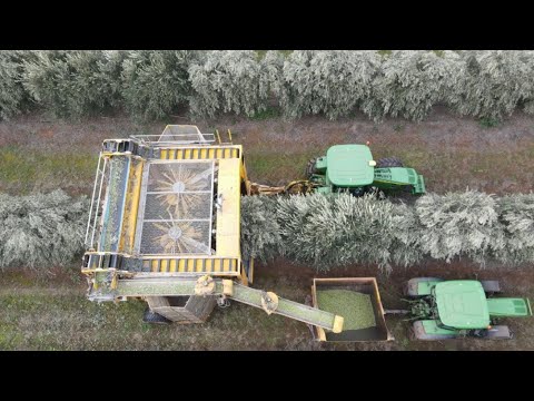 Olive Harvest Boort