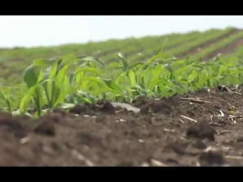 Zastita kukuruza od korova, Galenika Fitofarmacija - U nasem ataru 377.wmv