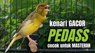 Download lagu Masteran KENARI GACOR ngeroll panjang,Cuit Cuit Emosi AMPUH bikin kenari nyaut ,Masteran MURAI BATU mp3