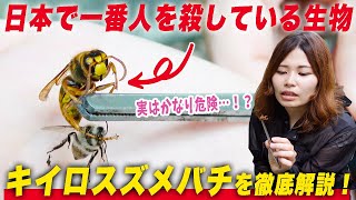 オオスズメバチよりも危険！？キイロスズメバチってどんな蜂？