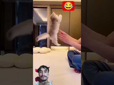 Cute cat dance#reels#cat#catvideos#funnycatvideos#shorts#trendingshorts#ytcat#funny#cute 😀