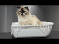 Breaking News: Cats.