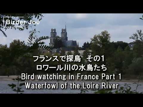 庭の鳥の見分け方は？フランスで一般的な 10 種以上の種の名前と写真  庭園