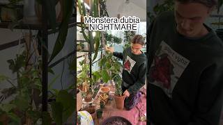 Monstera dubia repotting disaster #houseplants #monstera #indoorplants