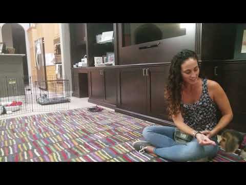 All Four Paws of Florida video.