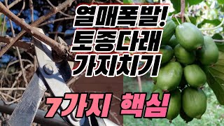 지금 최적기! 토종다래 가지치기 핵심노하우 7가지 10분만에 배우기 (feat.대한민국 토종다래 최고기술명인…