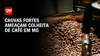 Vídeo: Umidade e chuvas ameaçam qualidade do café em Minas Gerais | CNN AGRO NEWS