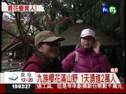 週休賞櫻潮出動 知名景點全塞爆