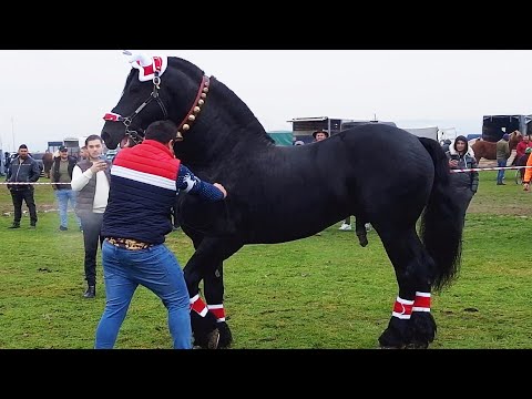 Cel mai frumos Armăsar Eli Spartanu de la Belfir - Bihor 2022