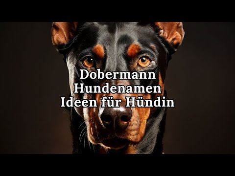 Dobermann Hundenamen Ideen für eine Hündin 🐕 | Die besten Namen