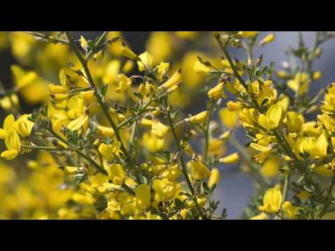 Bachblüte Gorse oder Ginster