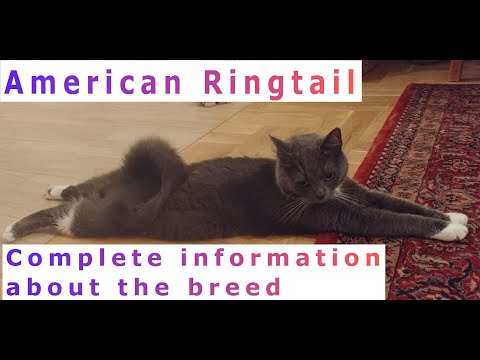 American Ringtail. Pros and Cons, Price, How to choose, Facts, Care, History