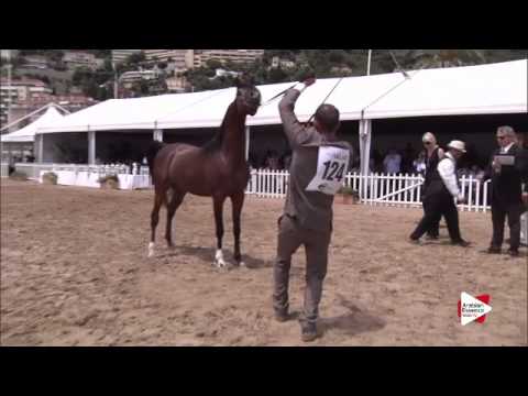 N.124 CADANCE PA - Menton 2015 - Colts 3 years old (Class 8)