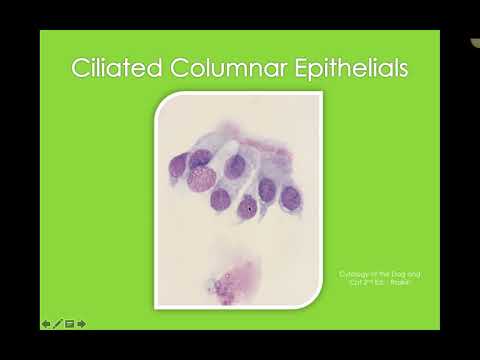 Respiratory Cytology in Dogs and Cats (VETERINARY TECHNICIAN EDUCATION)