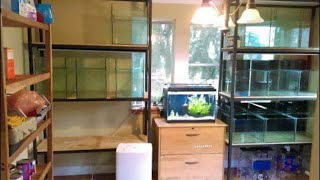 Fishroom Tips - From Planning One to Making it Last  - Tuesday Weekly Live Stream w/ Q&amp;A