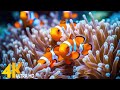 Aquarium 4K VIDEO (ULTRA HD) 🐠 Beautiful Coral Reef Fish - Relaxing Sleep Meditation Music #113