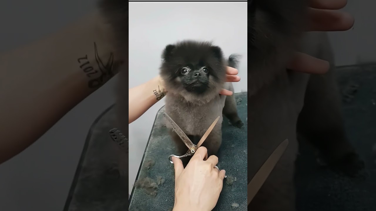 Dramatic Pomeranian 😅🤣#funny #foryou #pomeranian #dog #happy #youtube  #doglover #pet