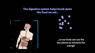 Organ  Systems of Our Body Explained