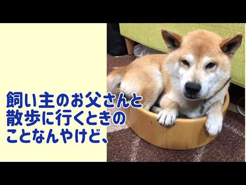 ワンワンU・x・Uお悩み相談室4️⃣〜福井市「りんたろうくん」🐶自転車乗る時は、ヘルメット⛑