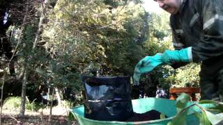 preview picture of video 'Plantando Un Canelo, árbol sagrado del Pueblo Mapuche'