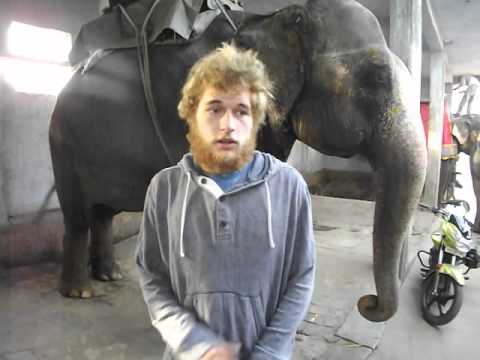 Tom Bertel Elephant Program interview