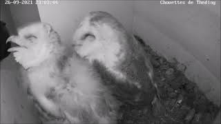 Juckreiz pour la caméra