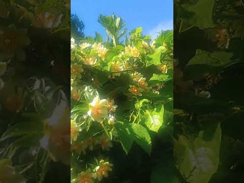 #Do Nordeste para o Mundo. #Curaca. #Bahia. #Nordeste. #Brasil.