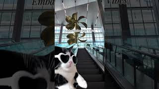 Those embarkation day vibes! Who can relate? #cruise #shorts