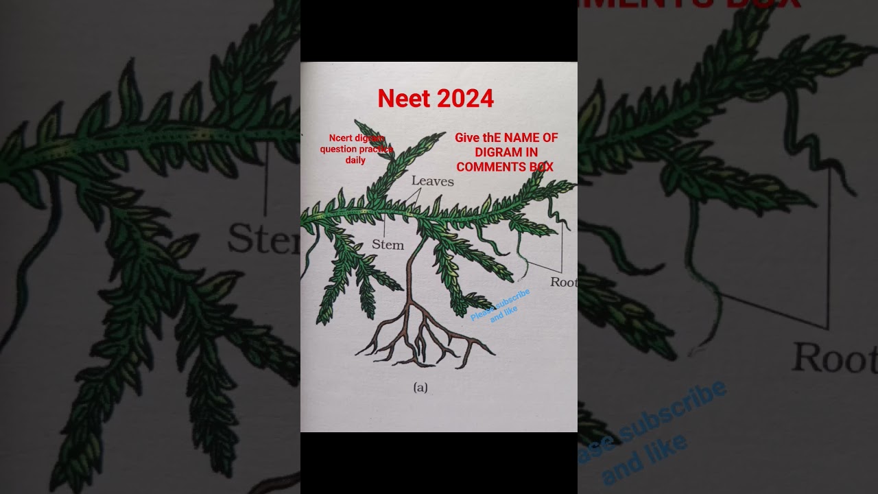 #neet2024 #biology #class 11  plant Kingdom //ncert digram question practice daily #neet