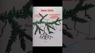 #neet2024 #biology #class 11  plant Kingdom //ncert digram question practice daily #neet