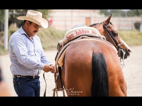 Caballos de Rienda San Isidro "CANTARO"