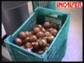 PELADORA P 30 Wmv